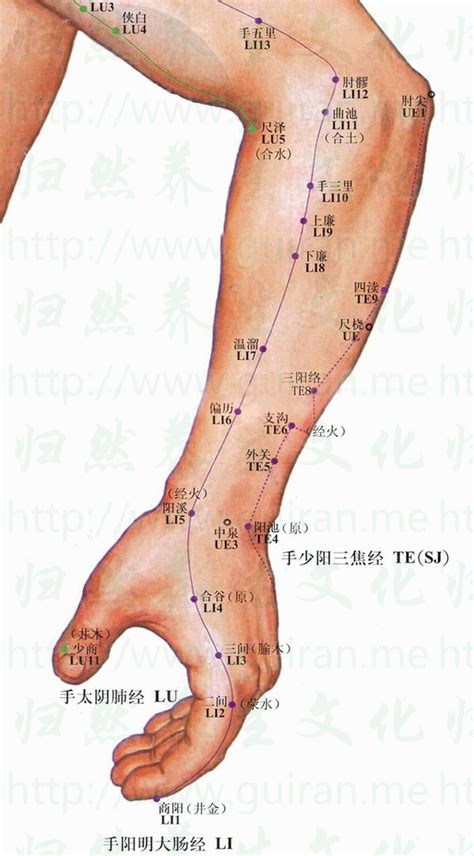 上廉穴|上廉穴位置 